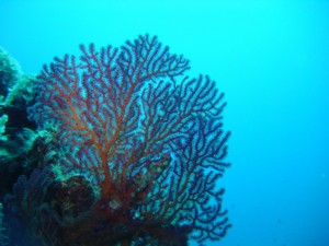 南沙群岛 - 弹丸礁图片3 珊瑚 Swallow Reef Coral