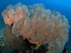 南沙群岛 - 南沙群岛海域的珊瑚礁1 