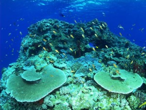 南沙群岛 - 南沙群岛海域的珊瑚礁2 