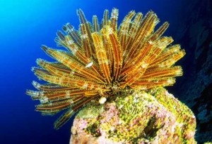 南沙群岛 - 南沙群岛海域的珊瑚礁3 