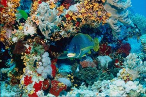 南沙群岛 - 南沙群岛海域的珊瑚礁5 
