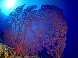 南沙群岛 - 南沙群岛海域的珊瑚礁11 