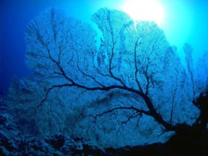 南沙群岛 - 南沙群岛海域的珊瑚礁7 