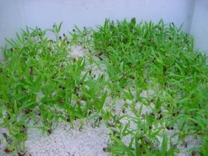 无土栽培豆芽菜1
