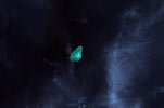 208ţֽNiuchelun JiaoBoxall Shoal